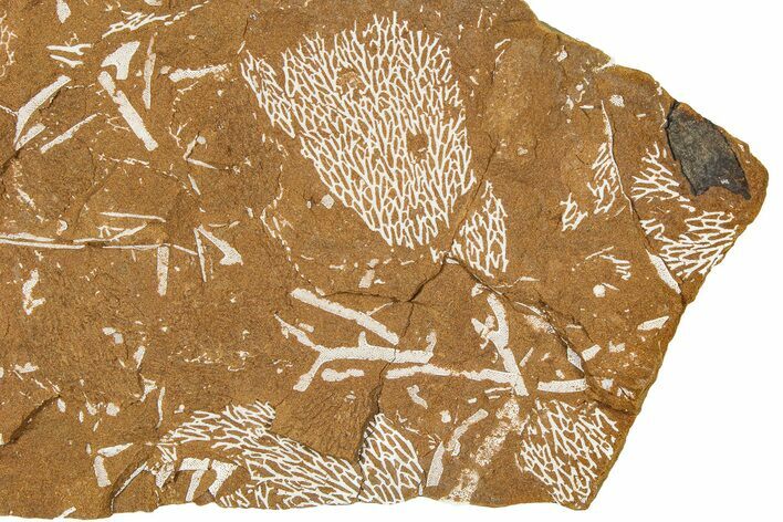 Ordovician Kukersite Oil Shale with Bryozoan Fossils - Russia #368953